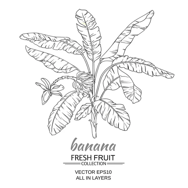 Banaan boom vectorillustratie — Stockvector