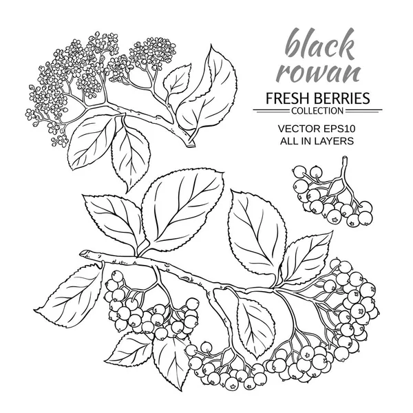 Σετ μαύρη rowan — Διανυσματικό Αρχείο