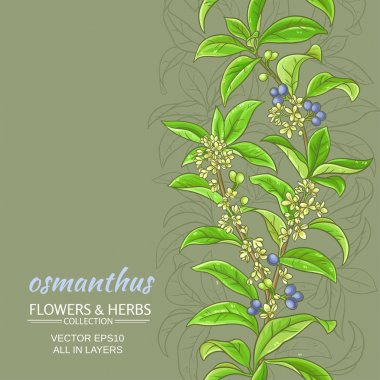osmanthus vector background clipart