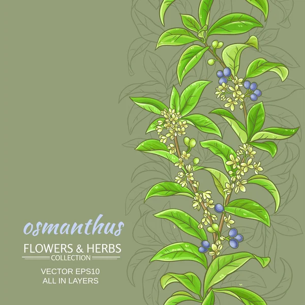 Fundo do vetor osmanthus —  Vetores de Stock