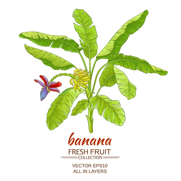 Banana árvore vetor ilustração — Vetor de Stock