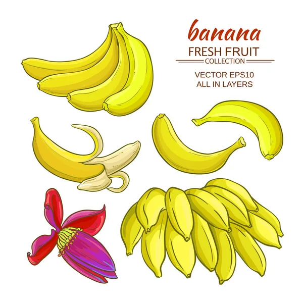 Plátano frutas vector conjunto — Vector de stock