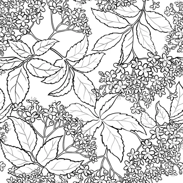 Elderflower padrão sem costura — Vetor de Stock