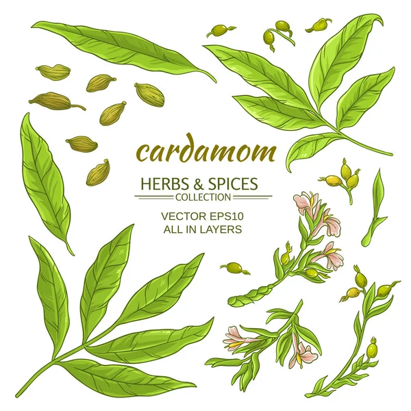 Cardamom elements set — Stock Vector