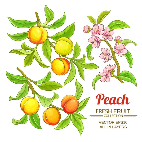 Şeftali vektör set