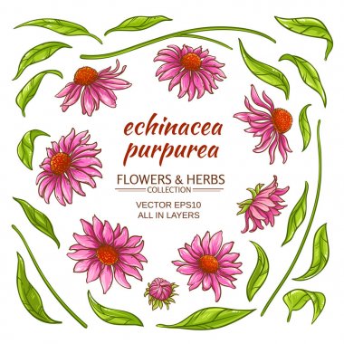 echinace purpurea vektör