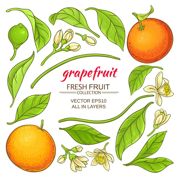 Grapefruit elementen instellen — Stockvector