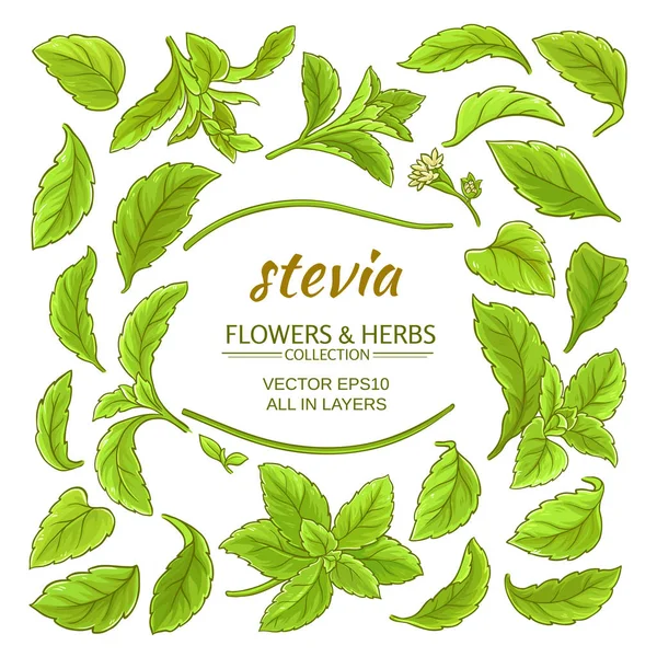 Stevia elementos conjunto vetorial —  Vetores de Stock