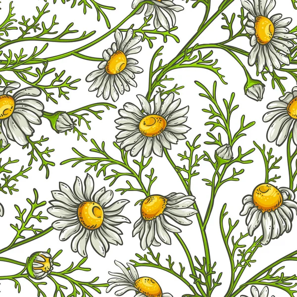 Χαμομήλι λουλούδι μοτίβο διάνυσμα — Διανυσματικό Αρχείο