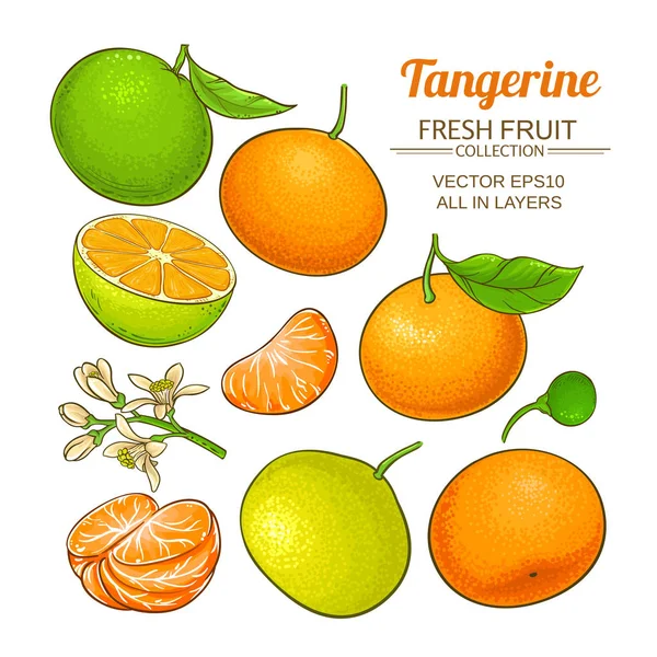 Tangerine fruit vector set — Stockvector