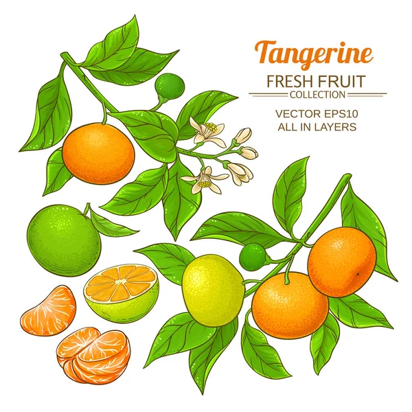 Tangerine fruit vector set — Stockvector