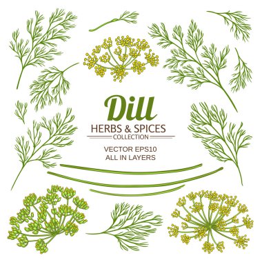 dereotu bitki elemanları vektör ayarla