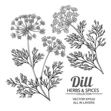 dereotu bitki vektör set