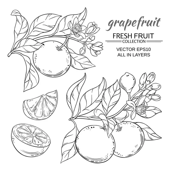 Grapefruit vector set - Stok Vektor