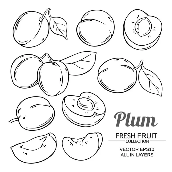 Plum vruchten vector set — Stockvector