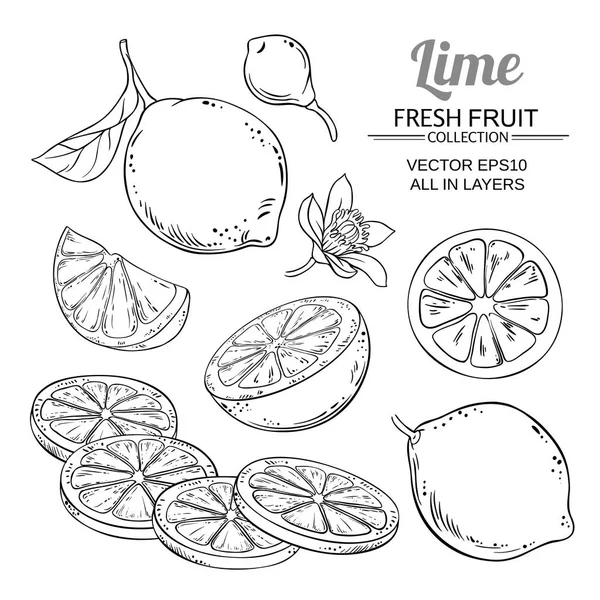 Lime fruits vector set — Stock Vector