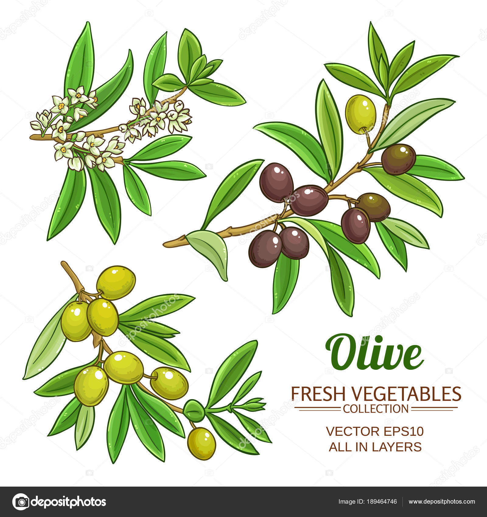 Olive branches vector set — Stock Vector © cuttlefish84 #189464746