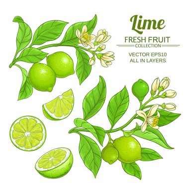 kireç dalları vektör set