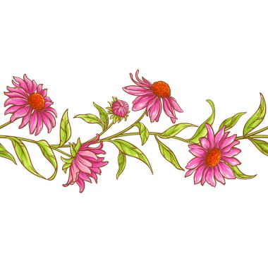 echinace purpurea vektör desen