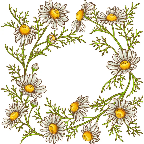 Manzanilla flor vector marco — Vector de stock