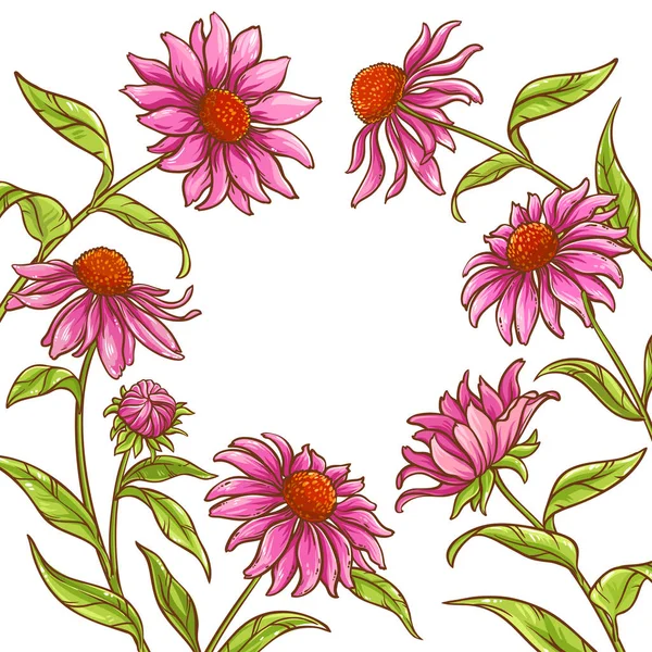 echinace purpurea vektör çerçeve