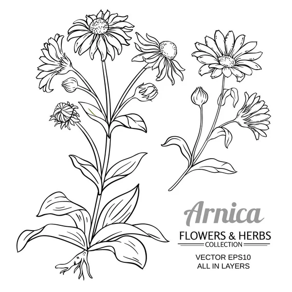 Conjunto de vetor arnica — Vetor de Stock