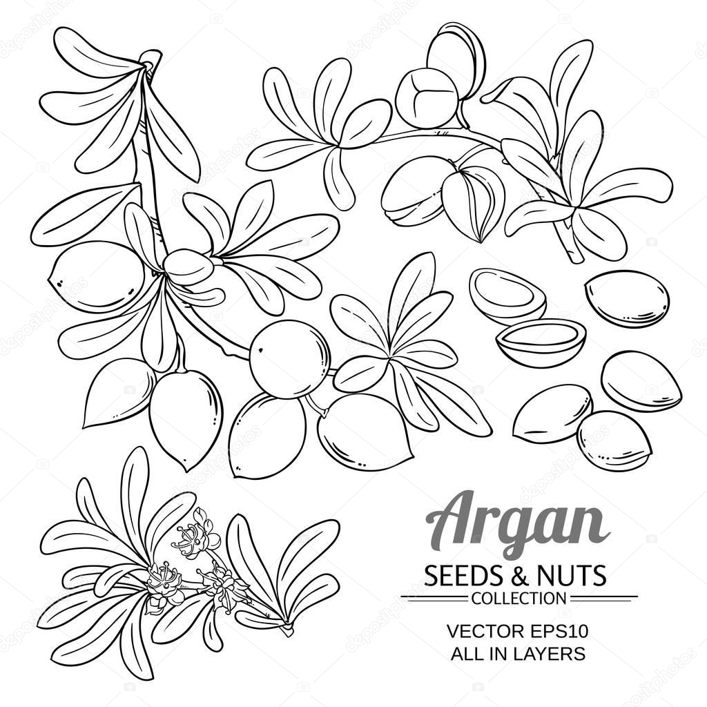argan branches vector set