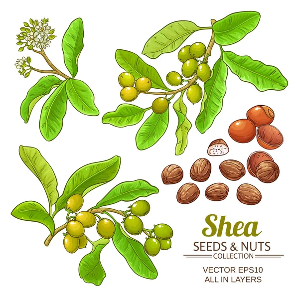 Shea vector conjunto — Vector de stock