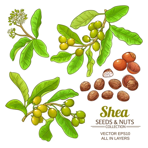 Shea vektör set