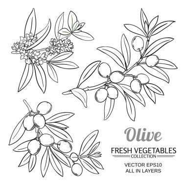 olive branches vector set clipart