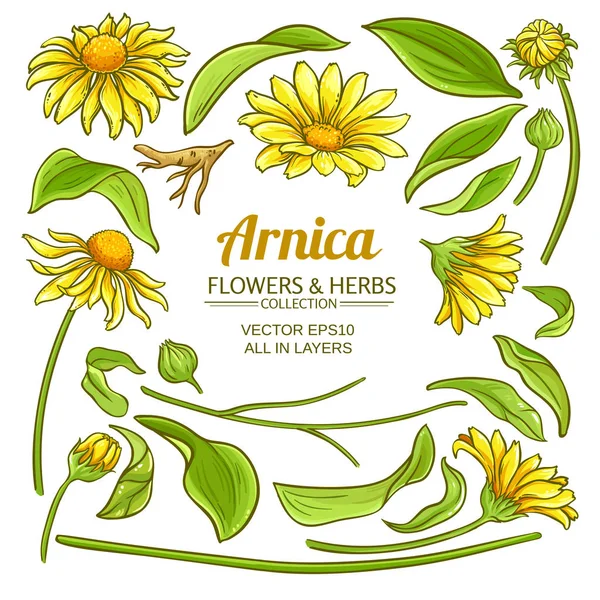 Conjunto de vetores de elementos arnica —  Vetores de Stock