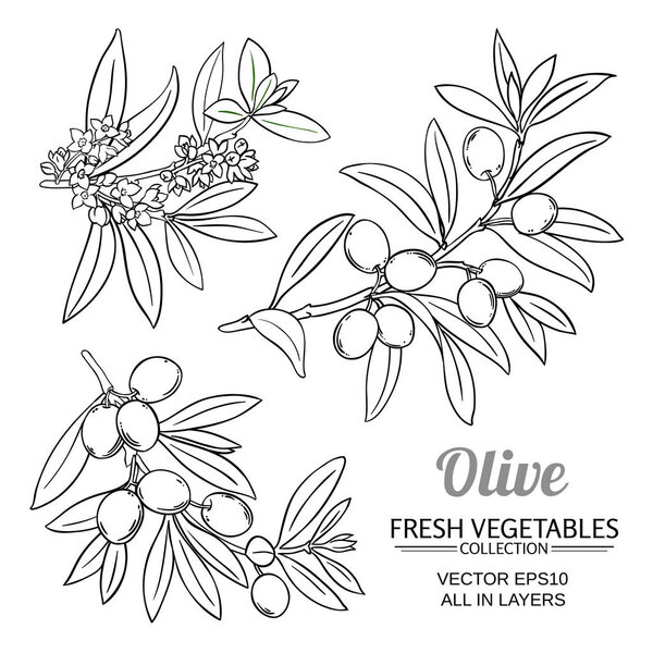 olive branches vector set