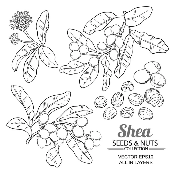 Shea-Vektorset — Stockvektor