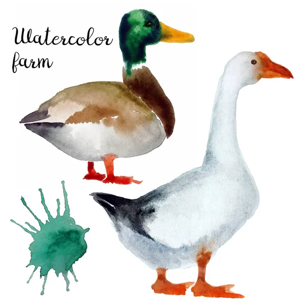 Naturalistic hand-draw watercolor farm bird Royalty Free Stock Photos