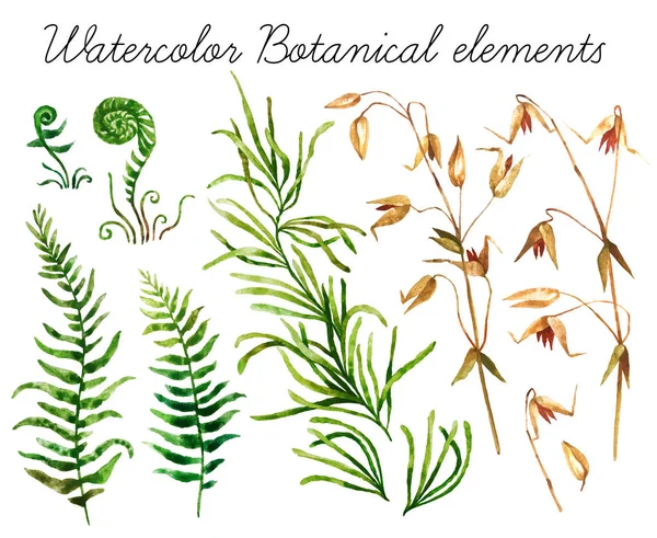 Aquarell botanische Elemente — Stockfoto