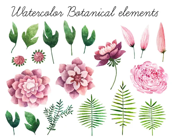 Suluboya botanik öğeleri