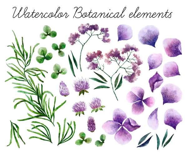 Aquarell botanische Elemente — Stockfoto