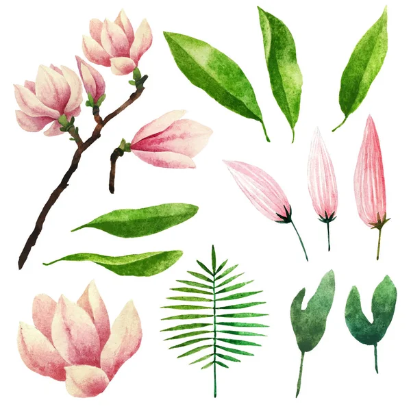 Elementos botânicos aquarela — Fotografia de Stock