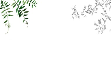 Zarif bir posta kartı ve suluboya ile davetiye şablonu ve tasarımın için yontulmuş yabani çayır çiçekleri..