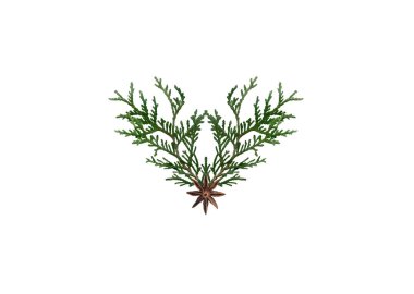 Bitki örtüsü aranjmanı beyaz arka planda izole edilmiş. Filizli suluboya el çizimi, tasarımın için thuja.