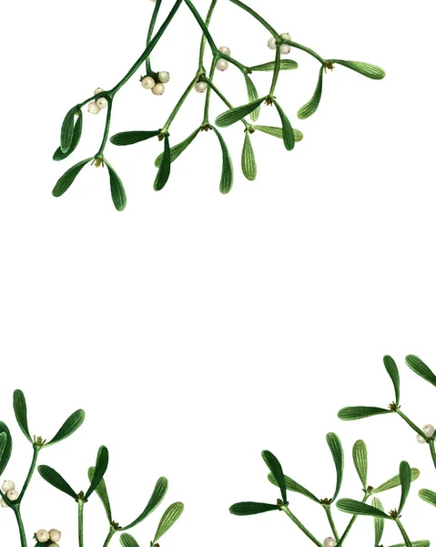 Bloemen Achtergrond Met Maretak Geïsoleerd Witte Achtergrond Aquarel Met Hand — Stockfoto