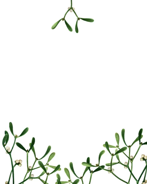 Floral Backdrops Mistletoe Isolated White Background Watercolor Hand Drawn Illustration — Stock Photo, Image