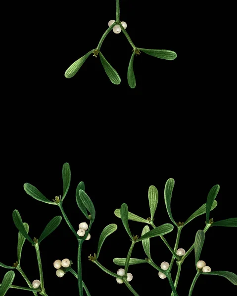 Floral backdrops with mistletoe isolated on black background. Watercolor hand drawn illustration with mistletoe for your design.