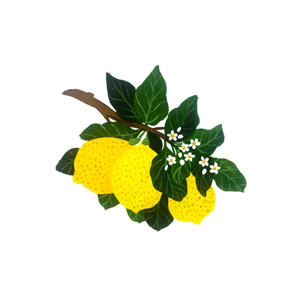 Szablon Kwiatowy Cytrynowym Brunchem Tekstylia Pocztówki Banery Ulotki Inne — Zdjęcie stockowe