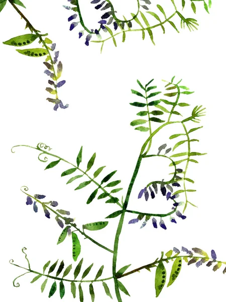 Redo Att Skriva Vykort Med Akvarell Botanisk Konst Trendig Formgiven — Stockfoto