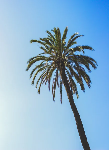 Palm tropiska Vintage himmel sommar Foto lager - — Stockfoto