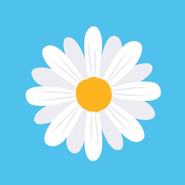 Daisy flower isolated on background. Vector stock. clipart