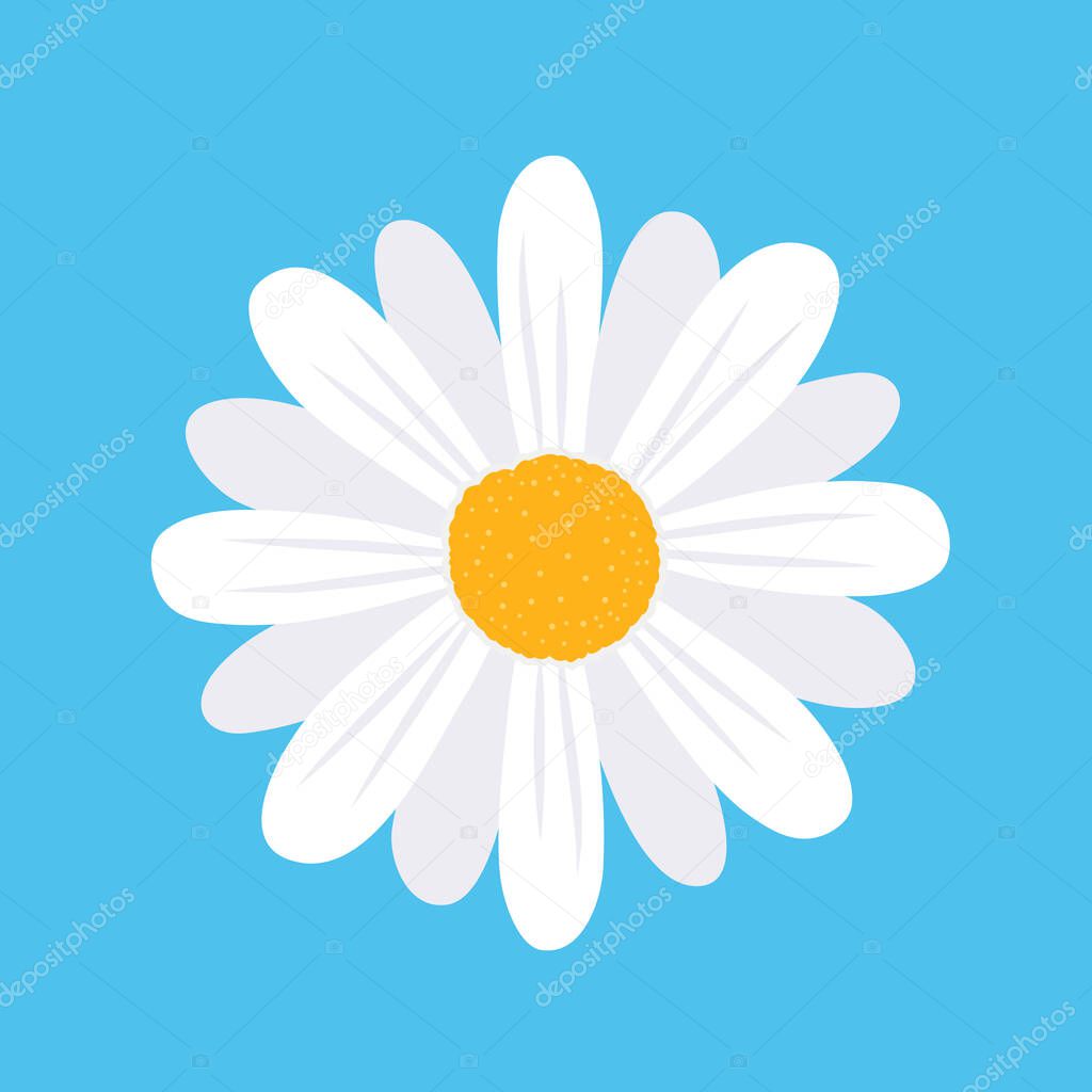 Daisy flower isolated on background. Vector stock.