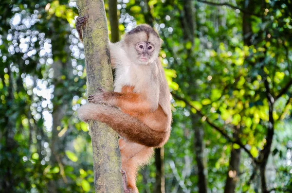 Püsküllü Capuchin, olarak da bilinen kahverengi veya siyah şapkalı Capuchin Tambopata National Park, Peru bir ağaç tırmanma