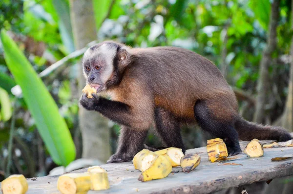 Tufted Capuchin, also known as Brown or Black-capped Capuchin fed with bananas by the Tambopata National Park staff, in Peru